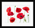 Poppies on white background by Assaf Frank